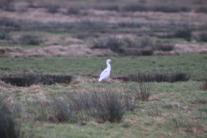 Koereiger