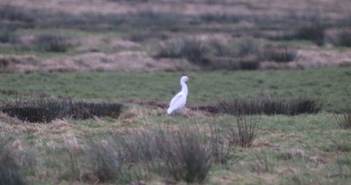 Koereiger