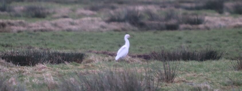 Koereiger