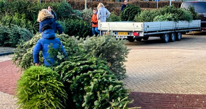 kerstbomen
