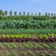 Yn'e Sinne Farm