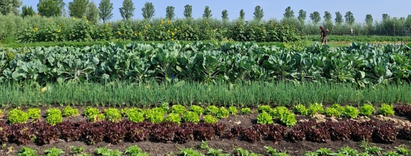 Yn'e Sinne Farm