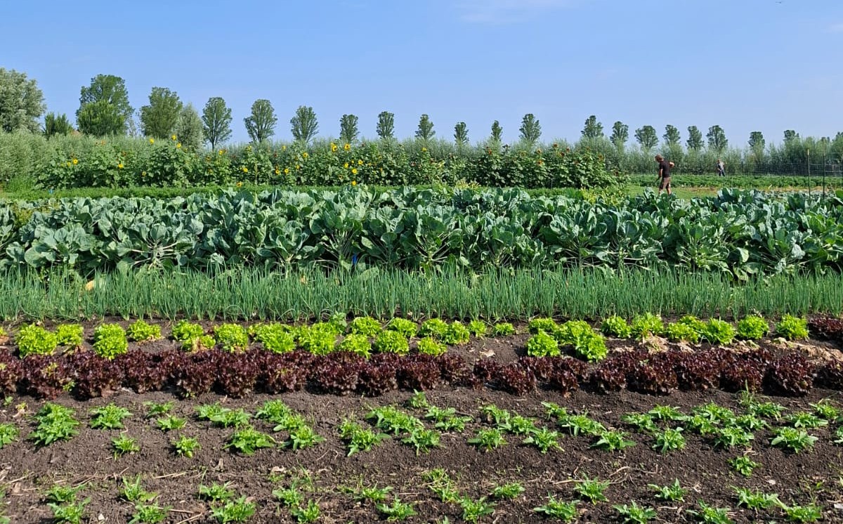 Struinen door de tuin bij Yn’e Sinne Farm